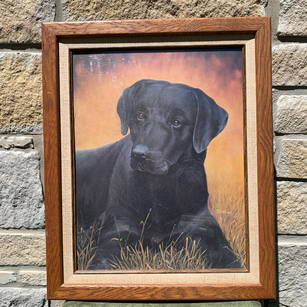 J Pritchard Black Lab in Field Framed Print